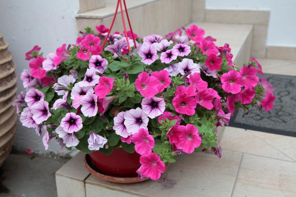 Paralia Guest House Agia Roumeli Esterno foto